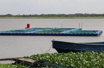 Water hyacinth menace at Orisha Farms, operated by Chukwuma Daniel, in Badagry, Lagos State, Nigeria
